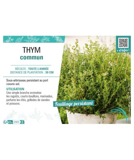 THYM COMMUN