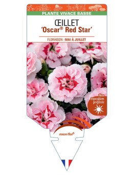 DIANTHUS deltoides Oscar® Red Star voir Œillet