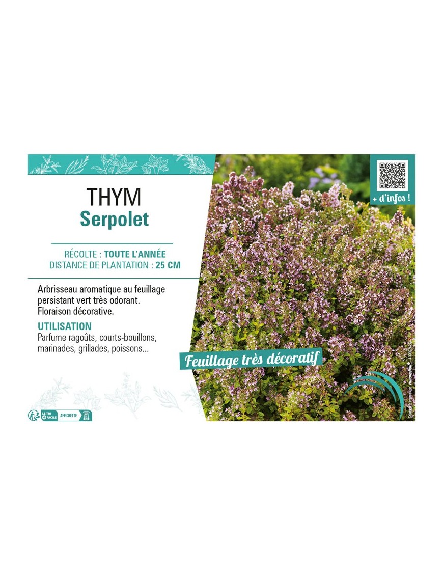 THYM SERPOLET