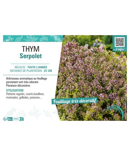 THYM SERPOLET
