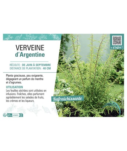 VERVEINE D'ARGENTINE