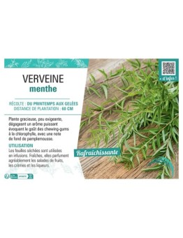 VERVEINE MENTHE