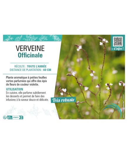 VERVEINE OFFICINALE