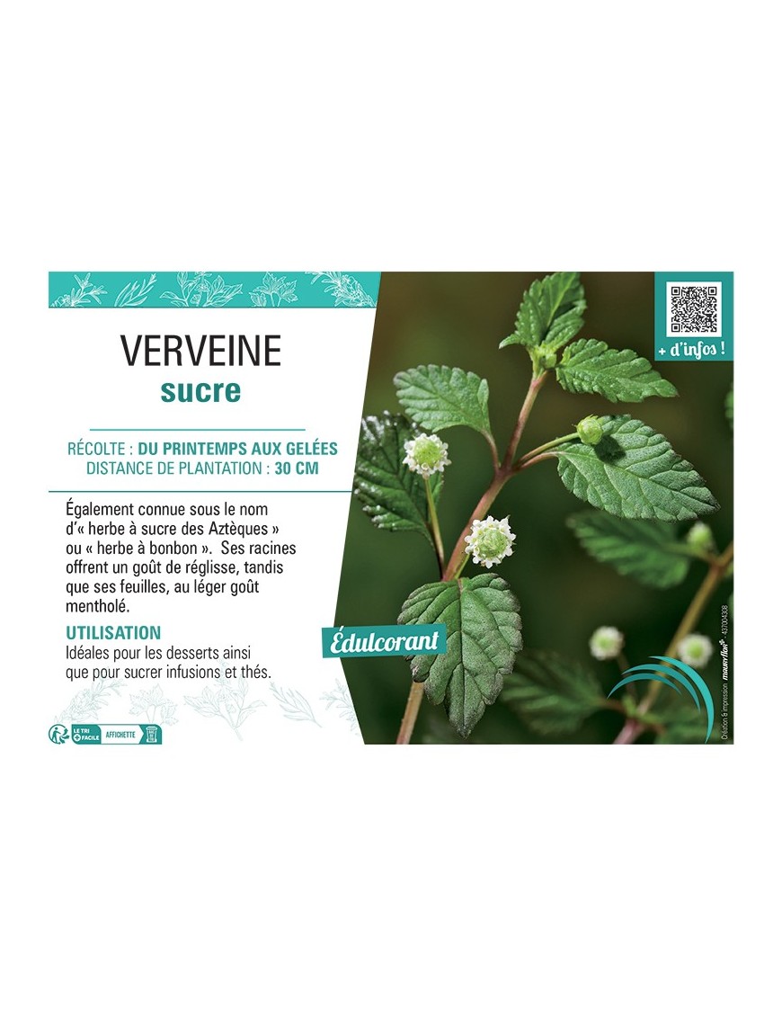 VERVEINE SUCRE