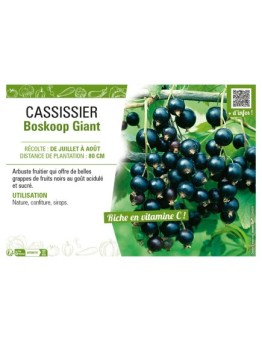 CASSISSIER BOSKOOP GIANT