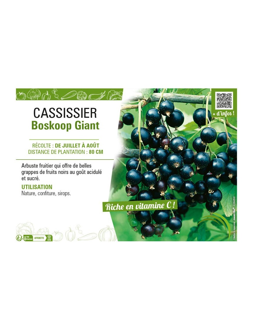 CASSISSIER BOSKOOP GIANT