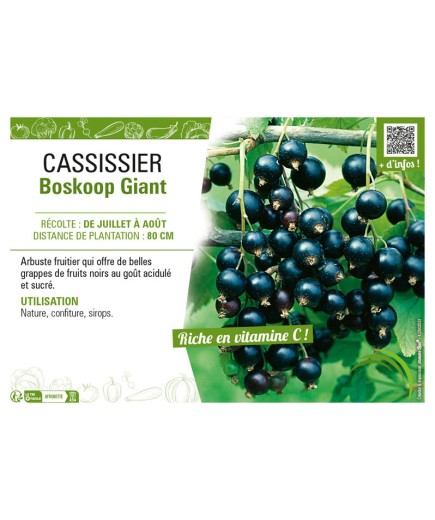 CASSISSIER BOSKOOP GIANT