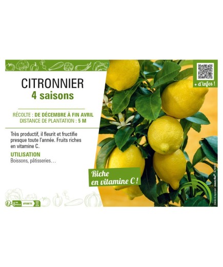 CITRONNIER 4 SAISONS