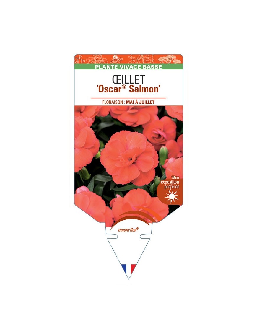 DIANTHUS deltoides Oscar® Salmon voir Œillet