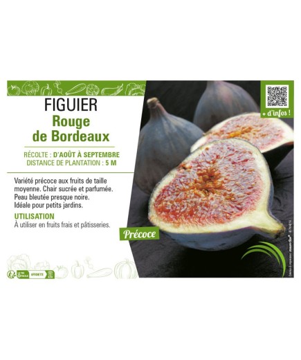 FIGUIER ROUGE DE BORDEAUX