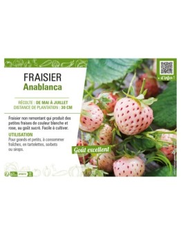 FRAISIER ANABLANCA