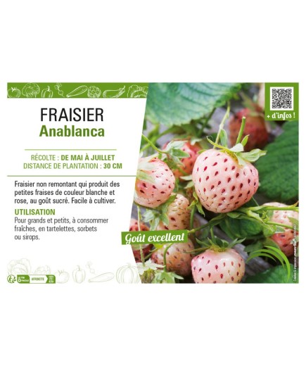 FRAISIER ANABLANCA