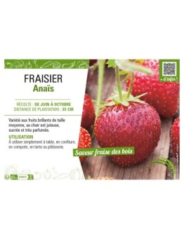 FRAISIER ANAIS