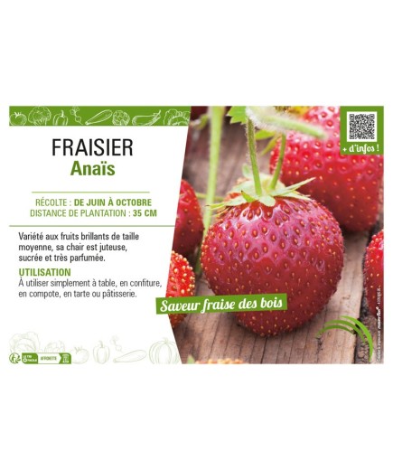 FRAISIER ANAIS