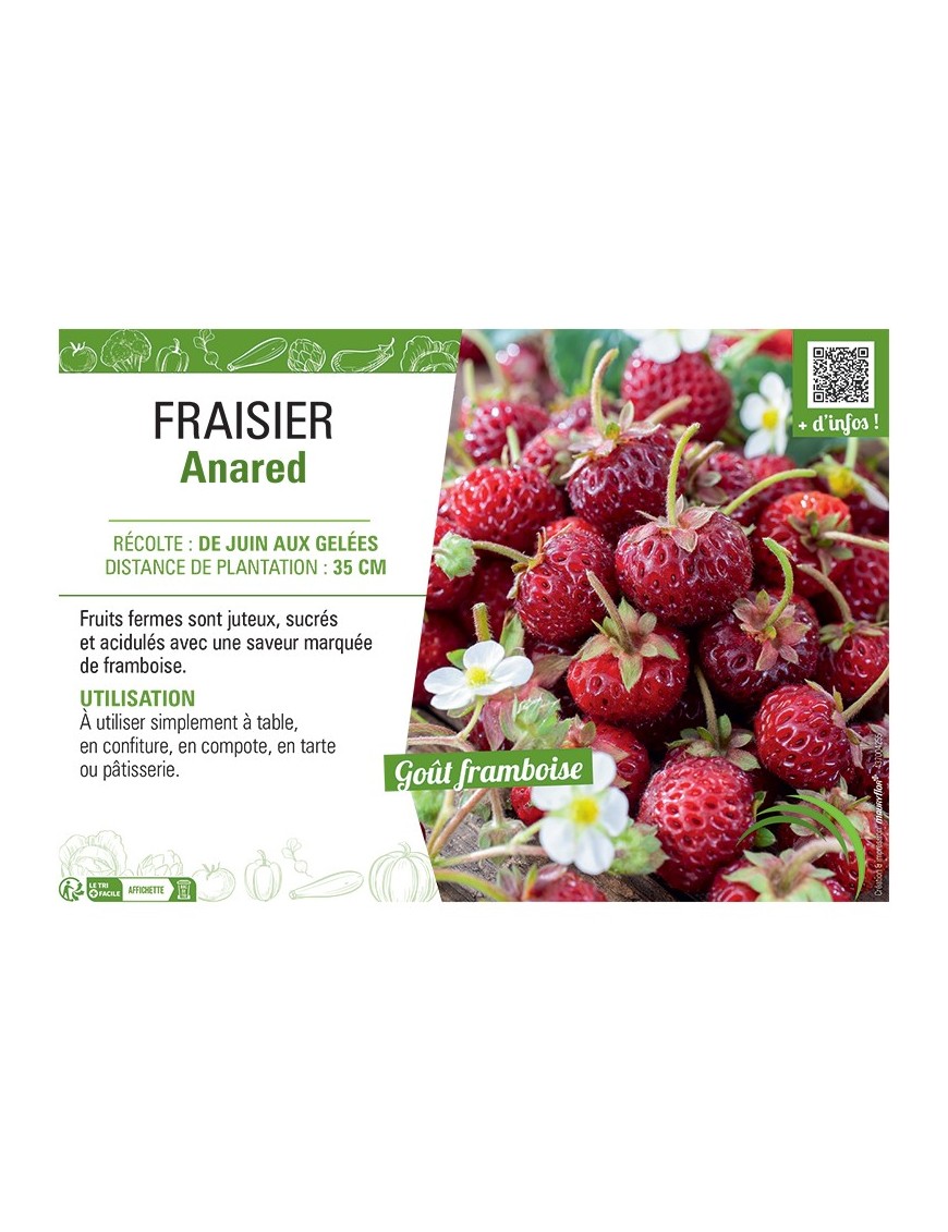 FRAISIER ANARED