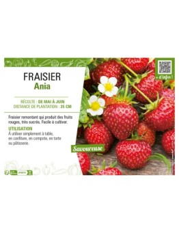 FRAISIER ANIA