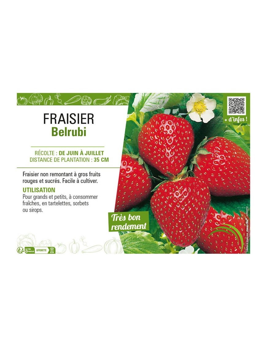 FRAISIER BELRUBI