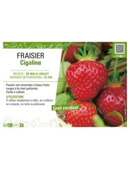 FRAISIER CIGALINE
