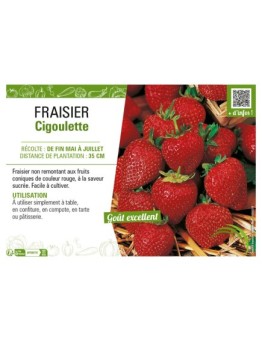 FRAISIER CIGOULETTE