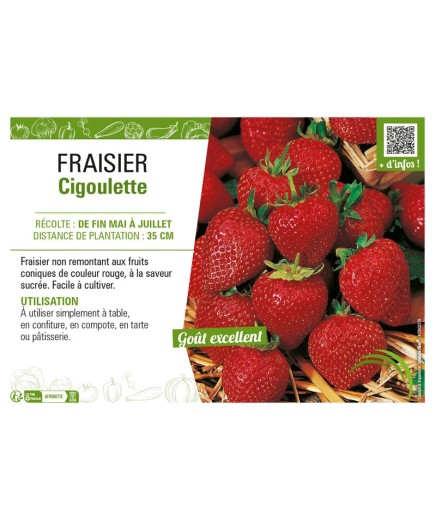 FRAISIER CIGOULETTE