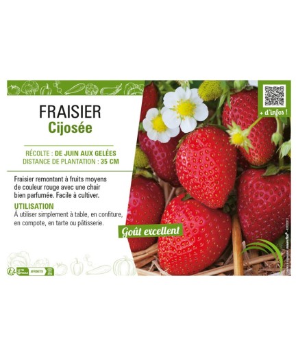 FRAISIER CIJOSÉE