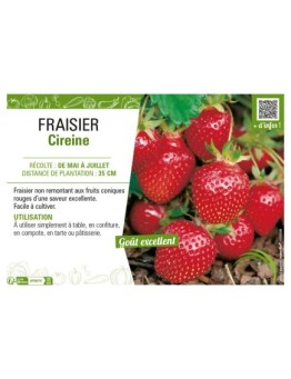 FRAISIER CIREINE