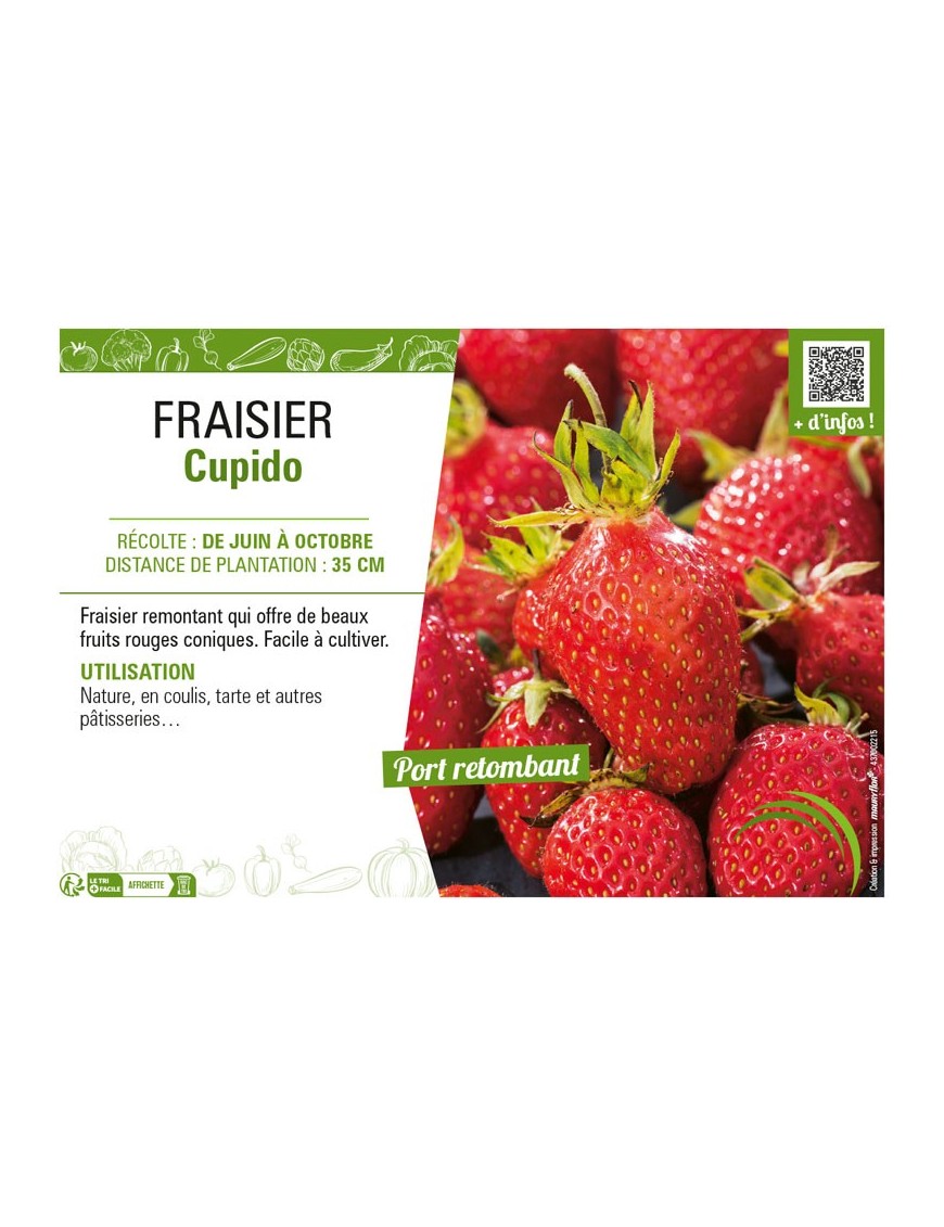 FRAISIER CUPIDO