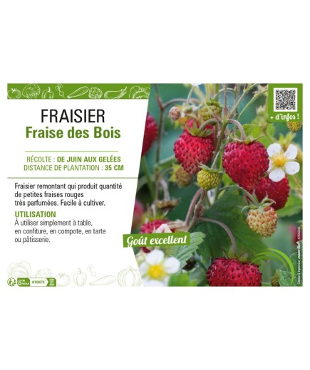 FRAISIER FRAISE DES BOIS