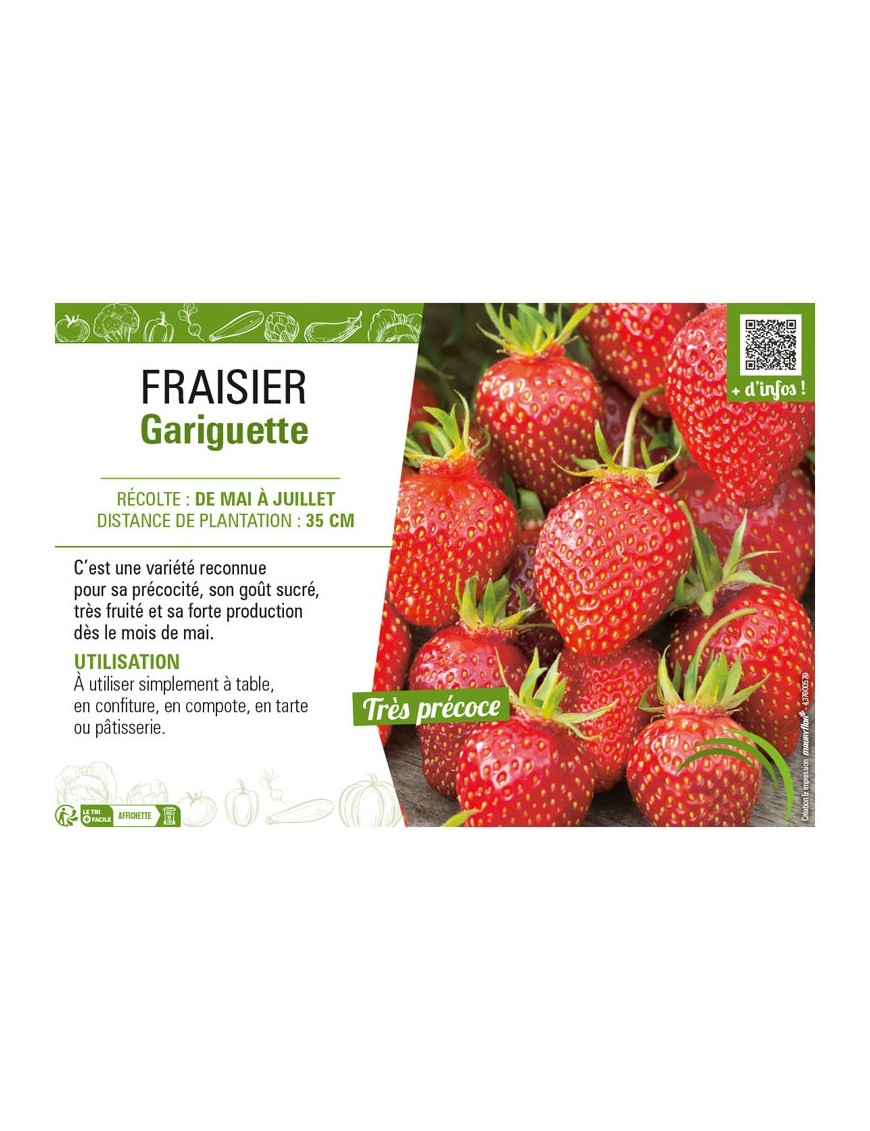 FRAISIER GARIGUETTE