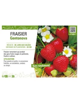 FRAISIER GENTONOVA
