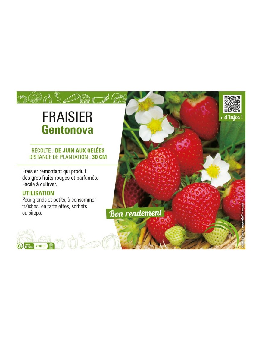 FRAISIER GENTONOVA