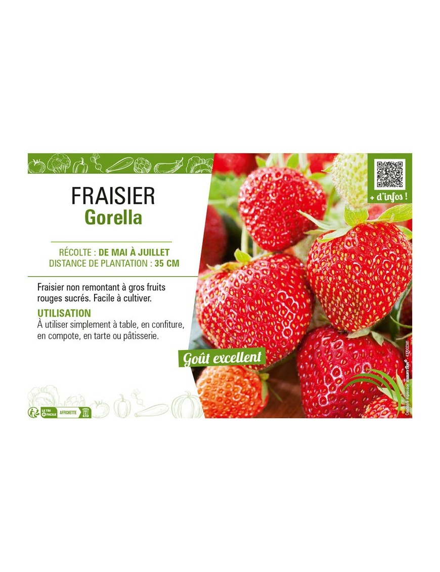 FRAISIER GORELLA