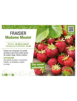 FRAISIER MADAME MOUTOT