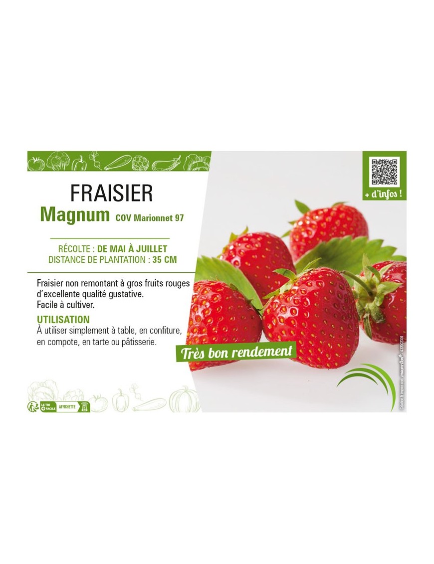 FRAISIER MAGNUM