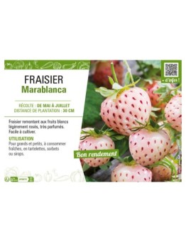 FRAISIER MARABLANCA