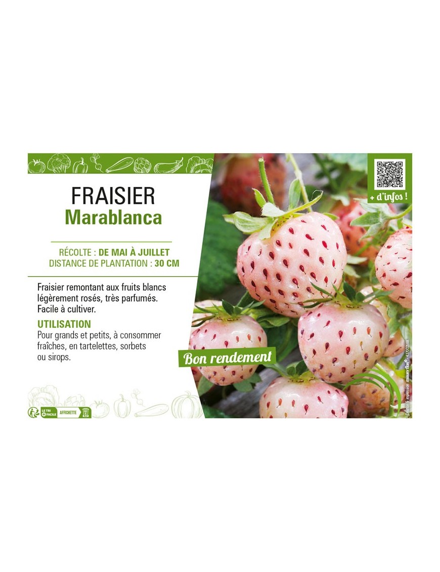 FRAISIER MARABLANCA