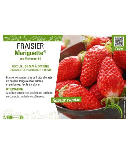 FRAISIER MARIGUETTE®