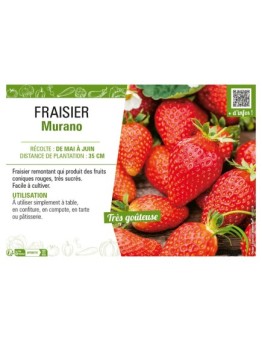 FRAISIER MURANO