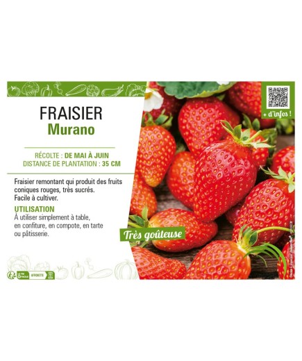 FRAISIER MURANO