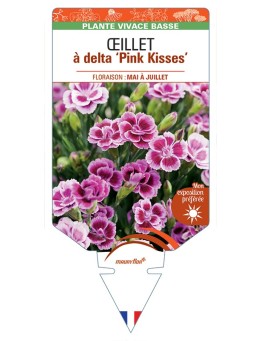 DIANTHUS deltoides Pink Kisses voir Œillet à delta