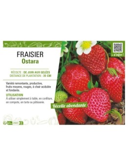 FRAISIER OSTARA