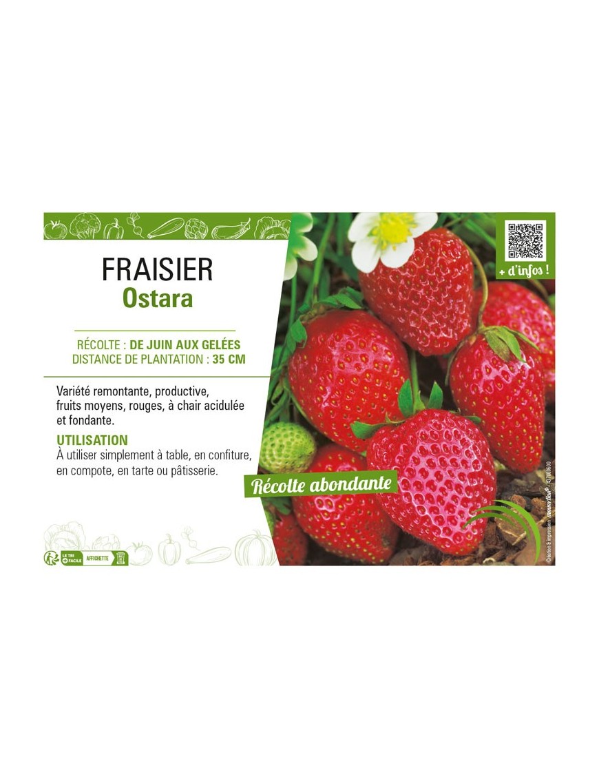 FRAISIER OSTARA