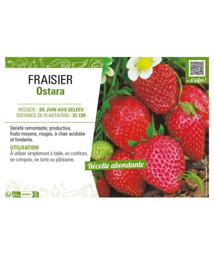 FRAISIER OSTARA