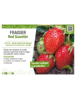 FRAISIER RED GAUNTLET