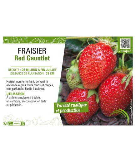 FRAISIER RED GAUNTLET