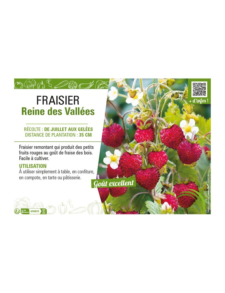 FRAISIER REINE DES VALLÉES