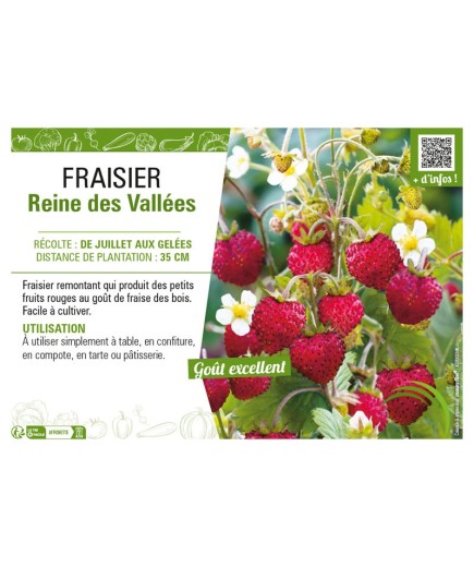 FRAISIER REINE DES VALLÉES