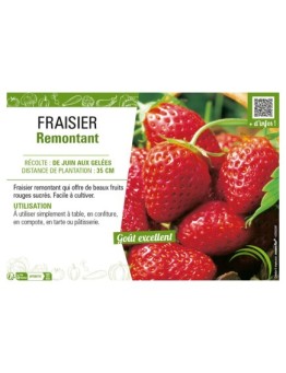 FRAISIER REMONTANT