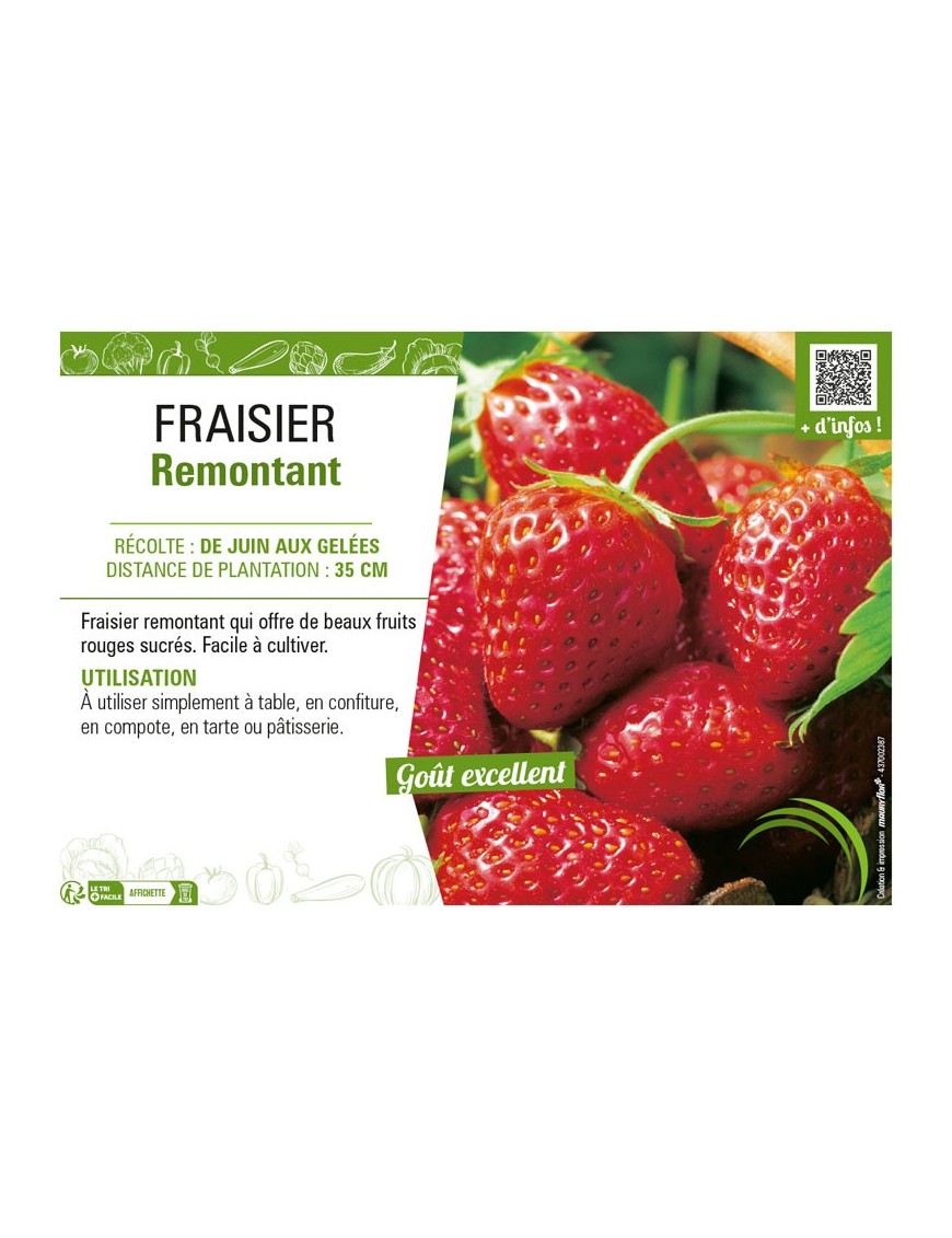 FRAISIER REMONTANT