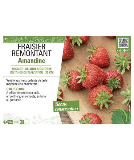 FRAISIER REMONTANT AMANDINE